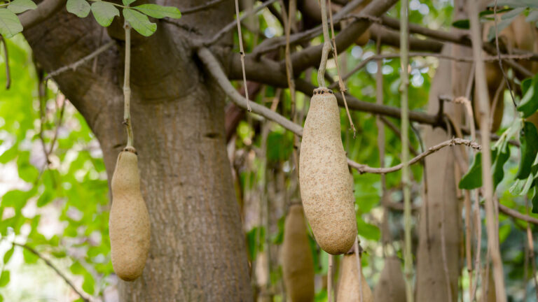 sausage tree